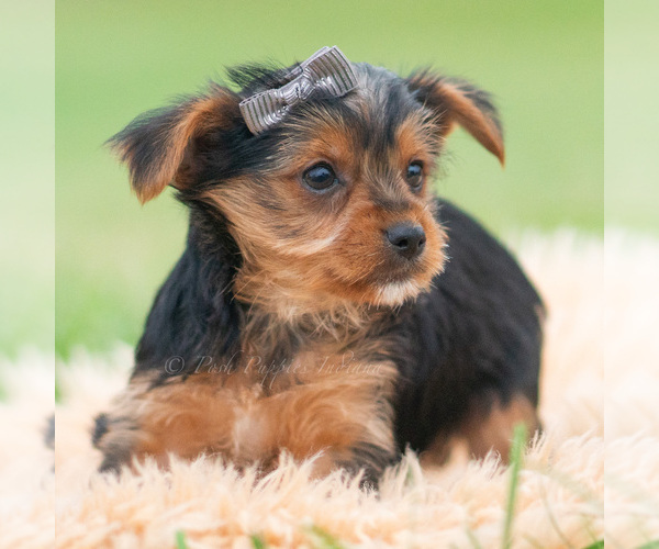 Medium Photo #4 Yorkshire Terrier Puppy For Sale in WARSAW, IN, USA