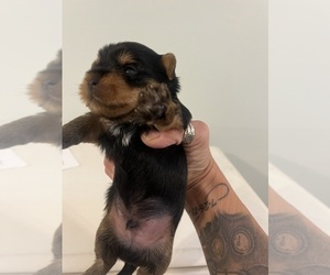 Yorkshire Terrier Puppy for sale in ALVATON, KY, USA