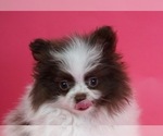 Small Photo #4 Pomeranian Puppy For Sale in WARSAW, IN, USA