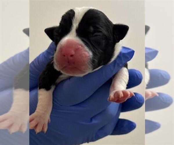 Medium Photo #1 Labrador Retriever-Unknown Mix Puppy For Sale in Houston, TX, USA