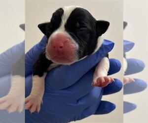 Labrador Retriever-Unknown Mix Dogs for adoption in Houston, TX, USA