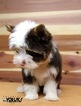 Small Photo #11 Yorkshire Terrier Puppy For Sale in KELLER, TX, USA