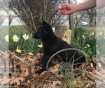 Small Photo #2 German Shepherd Dog Puppy For Sale in FORDLAND, MO, USA
