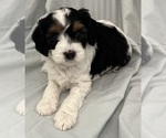 Puppy Mr Moo Cavapoo