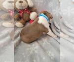 Small Photo #6 Boston Terrier Puppy For Sale in SALINA, KS, USA