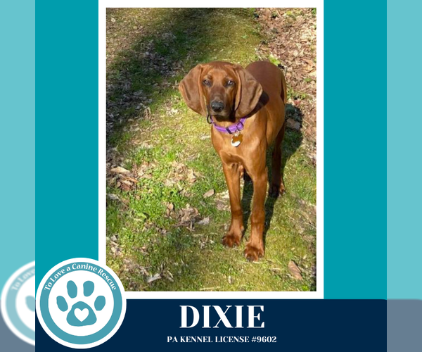 Medium Photo #2 Redbone Coonhound Puppy For Sale in Kimberton, PA, USA