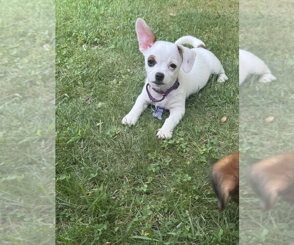 Medium Photo #3 Mutt Puppy For Sale in Oak Bluffs, MA, USA