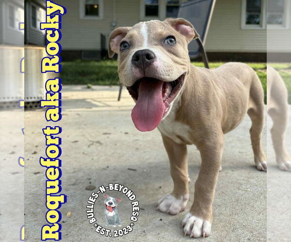 Medium Photo #15 Staffordshire Bull Terrier-Unknown Mix Puppy For Sale in Omaha, NE, USA