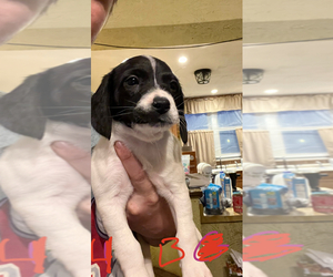 Beagle Puppy for sale in LE CLAIRE, IA, USA