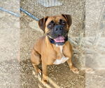 Small #4 Boxer