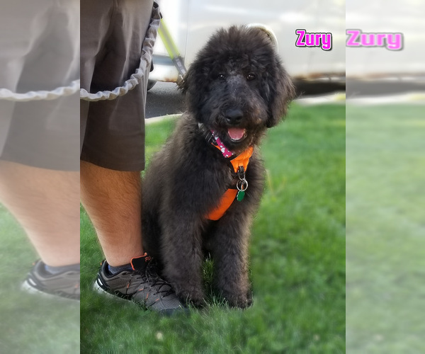 Medium Photo #2 Labradoodle Puppy For Sale in CHICAGO, IL, USA