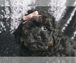 Puppy AMORE AKC Poodle (Toy)