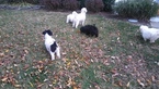 Small Photo #9 Zuchon Puppy For Sale in BROOKEVILLE, MD, USA