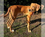 Small #1 Redbone Coonhound