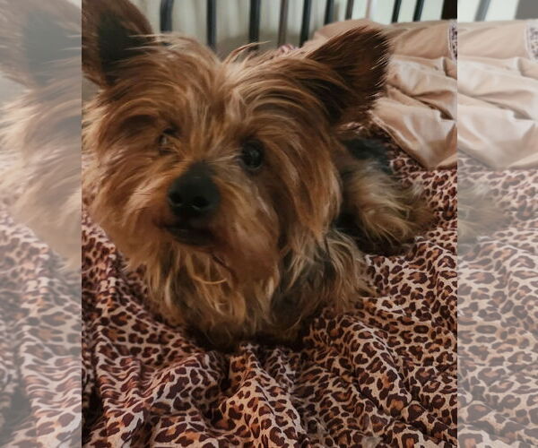 Medium Photo #4 Mutt Puppy For Sale in Tenafly, NJ, USA