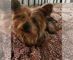 Small #3 Mutt