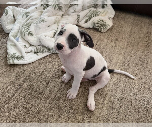 Medium Photo #4 American Staffordshire Terrier-Unknown Mix Puppy For Sale in Holly Springs, NC, USA