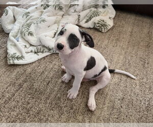 Zipper - Sewing Litter - Male American Staffordshire Terrier-Unknown Mix Dog for Adoption - Photo #4