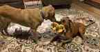 Small Photo #2 Boxer-Golden Retriever Mix Puppy For Sale in DALLAS, TX, USA