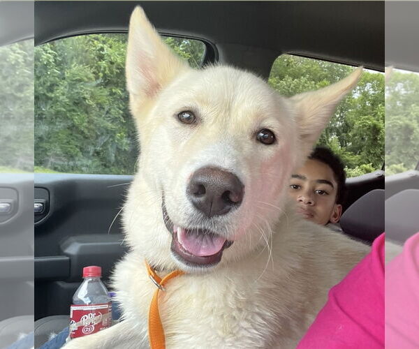 Medium Photo #7 Huskies -Unknown Mix Puppy For Sale in Euless, TX, USA