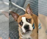 Small English Boston Bulldog