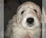 Small Photo #5 Komondor Puppy For Sale in ROSSVILLE, IN, USA