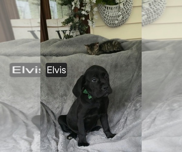 Medium Photo #3 Cane Corso Puppy For Sale in MINERAL WELLS, WV, USA