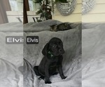 Small #2 Cane Corso
