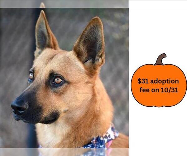 Medium Photo #1 Mutt Puppy For Sale in Santa Cruz, CA, USA