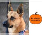 RED* - Male Mutt Dog for Adoption - Small photo