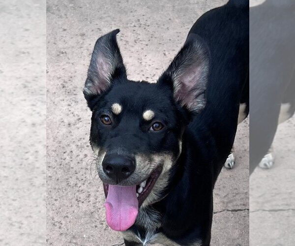 Medium Photo #8 Australian Kelpie-Unknown Mix Puppy For Sale in Lake Forest, CA, USA