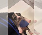 Small Staffordshire Bull Terrier Mix