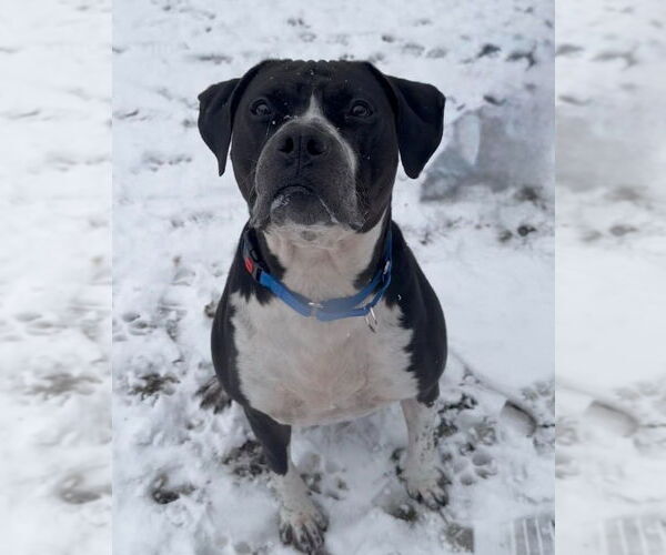 Medium Photo #9 American Staffordshire Terrier-Unknown Mix Puppy For Sale in Muskegon, MI, USA