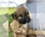 Small Photo #2 Pyredoodle Puppy For Sale in HARROGATE, TN, USA