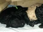 Small Photo #8 Goldendoodle Puppy For Sale in FREDERICKSBURG, VA, USA