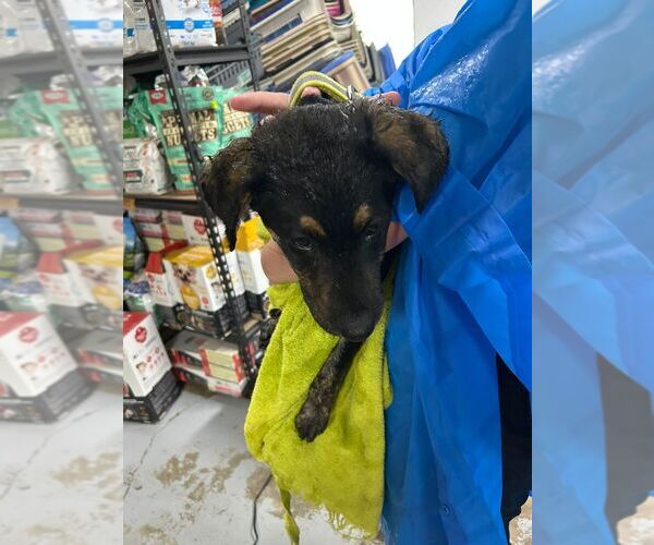 Medium Photo #1 Mutt Puppy For Sale in Calgary, Alberta, Canada