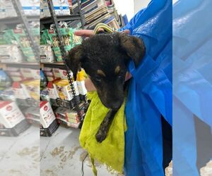 Mutt Dogs for adoption in Calgary, Alberta, Canada