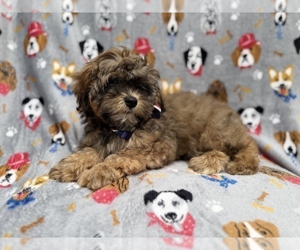 Medium Photo #3 Shih-Poo Puppy For Sale in LAKELAND, FL, USA