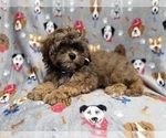 Small #2 Shih-Poo