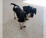 Small #3 Shih Tzu Mix