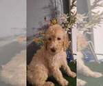 Small #1 Poodle (Standard)