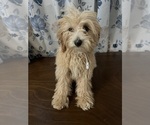 Small #53 Cavapoo-Poodle (Miniature) Mix