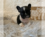Small Photo #3 French Bulldog Puppy For Sale in HUSON, MT, USA