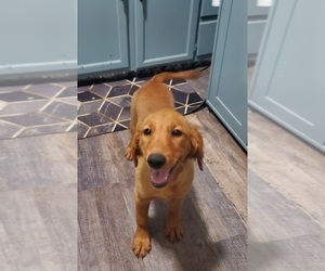Golden Retriever Puppy for sale in GOSHEN, IN, USA