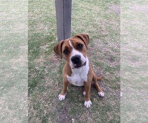 Boxer Dogs for adoption in Beatrice, NE, USA