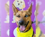 Small #3 Australian Kelpie-German Shepherd Dog Mix
