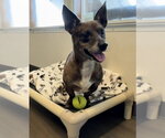 Small #2 Chihuahua Mix