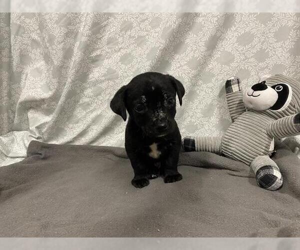 Medium Photo #1 Staffordshire Bull Terrier-Unknown Mix Puppy For Sale in Modesto, CA, USA