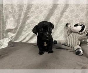 Staffordshire Bull Terrier-Unknown Mix Dogs for adoption in Modesto, CA, USA