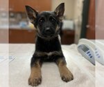 Small Photo #1 German Shepherd Dog-Unknown Mix Puppy For Sale in Rancho Cucamonga, CA, USA